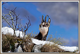 CHAMOIS